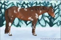 Horse Color:White Spotted Liver Chestnut Sabino 