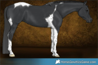 Horse Color:Black Tobiano 
