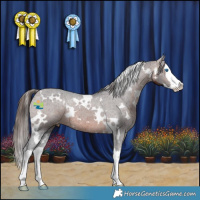 Horse Color:White Spotted Brown Splash Appaloosa Rabicano 