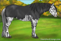 Horse Color:Black and Black Splash
