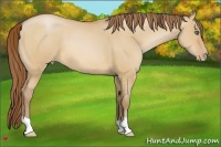 Horse Color:Bay Pearl Dun