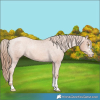 Horse Color:Gold Champagne Appaloosa 