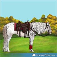 Horse Color:Brown Appaloosa 
