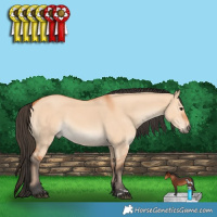 Horse Color:Bay Dun 
