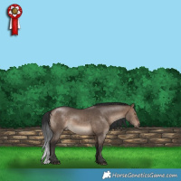 Horse Color:White Spotted Bay Dun 