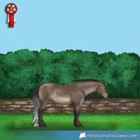 Horse Color:White Spotted Bay Dun 