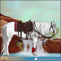 Horse Color:Black Appaloosa 