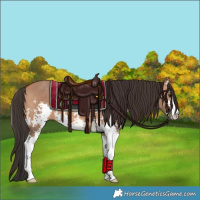 Horse Color:Bay Dun Sabino 