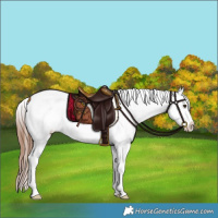 Horse Color:Red Dun Appaloosa 