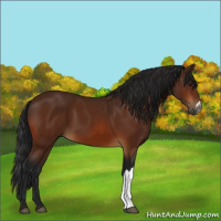 Horse Color:Gray Bay 