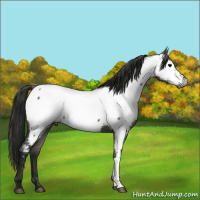 Horse Color:Gray Grullo Appaloosa 