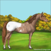 Horse Color:Red Roan Appaloosa 