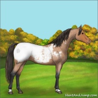 Horse Color:Bay Roan Appaloosa 