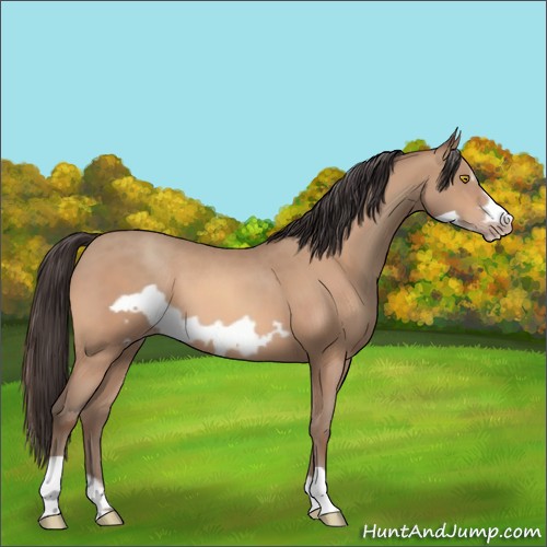 Horse Color:Amber Champagne Frame 