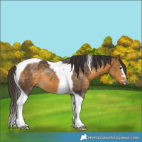 Horse Color:Buckskin Tobiano 