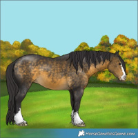 Horse Color:Buckskin 