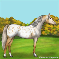 Horse Color:Gray Palomino Dun Appaloosa 