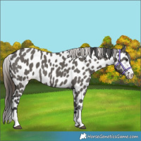 Horse Color:Grullo Appaloosa