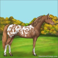 Horse Color:Chestnut Appaloosa 