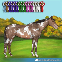 Horse Color:White Spotted Sable Champagne 