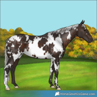 Horse Color:White Spotted Silver Brown 