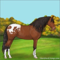 Horse Color:Bay Appaloosa 