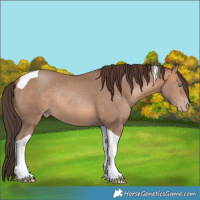 Horse Color:Amber Champagne Tobiano Rabicano