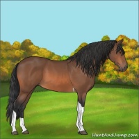 Horse Color:Bay Tobiano Rabicano