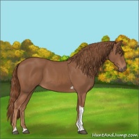 Horse Color:Chestnut Tobiano Rabicano 