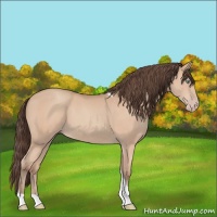 Horse Color:Amber Champagne Tobiano Rabicano 
