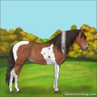 Horse Color:Bay Tobiano Rabicano 
