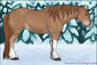 Horse Color:Chestnut Tobiano Rabicano