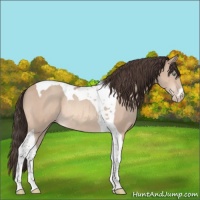 Horse Color:Sable Champagne Tobiano Rabicano 