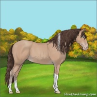 Horse Color:Amber Champagne Tobiano Rabicano 