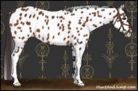 Horse Color:Buckskin Leopard 
