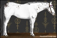 Horse Color:White Spotted Brown