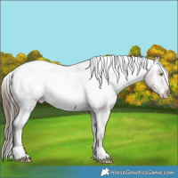 Horse Color:Bay Appaloosa Rabicano 
