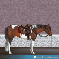 Horse Color:Brown Tobiano