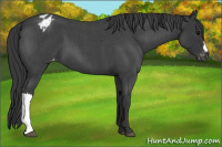 Horse Color:Blue Roan Appaloosa
