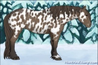 Horse Color:Smoky Black Appaloosa Rabicano 