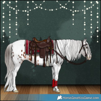 Horse Color:Brown Tobiano Appaloosa