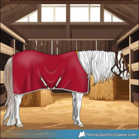 Horse Color:Chestnut Splash Tobiano