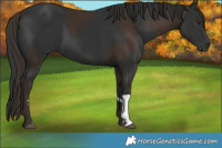 Horse Color:Liver Chestnut  and Gray Liver Chestnut 