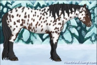 Horse Color:Brown Appaloosa 