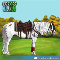 Horse Color:Bay Splash Tobiano Rabicano