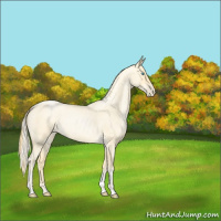 Horse Color:Buckskin Roan Pearl  and Silver Buckskin Roan Pearl 