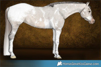 Horse Color:White Spotted Brown Dun Tobiano Appaloosa 