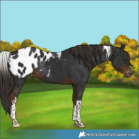 Horse Color:Gray White Spotted Liver Chestnut Tobiano Blanket Rabicano 