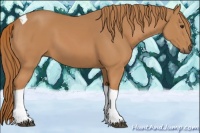 Horse Color:Chestnut Tobiano 