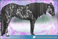 Horse Color:Black Splash Appaloosa  and Black 